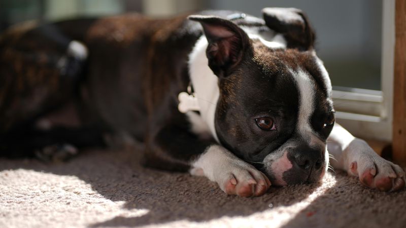 Boston Terrier
