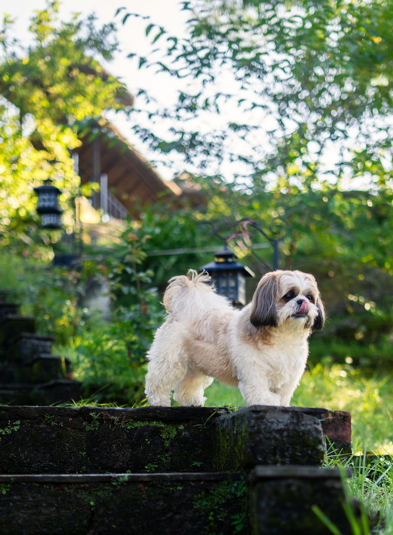 Shih Tzu