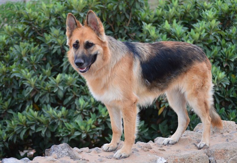 14 Dog Breeds That Think the Mail Carrier Is Their Greatest Rival 8 German Shepherd