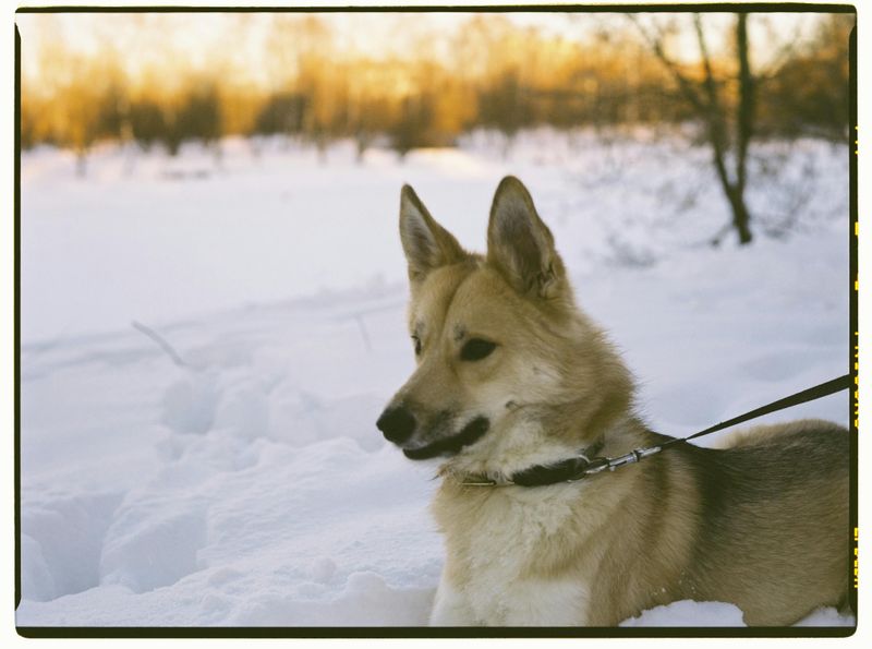 16 Dog Breeds Built for Adventure With Owners Who Never Stay Put 15 Icelandic Sheepdog