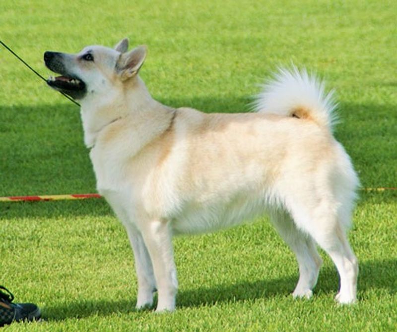 The best-kept secret among experienced owners may be these 13 underrated dog breeds 13 Norwegian Buhund