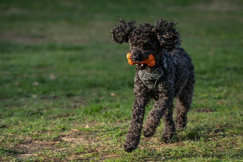 25 Energetic Dog Breeds That Love Hiking and Outdoor Adventures 14 Standard Poodle
