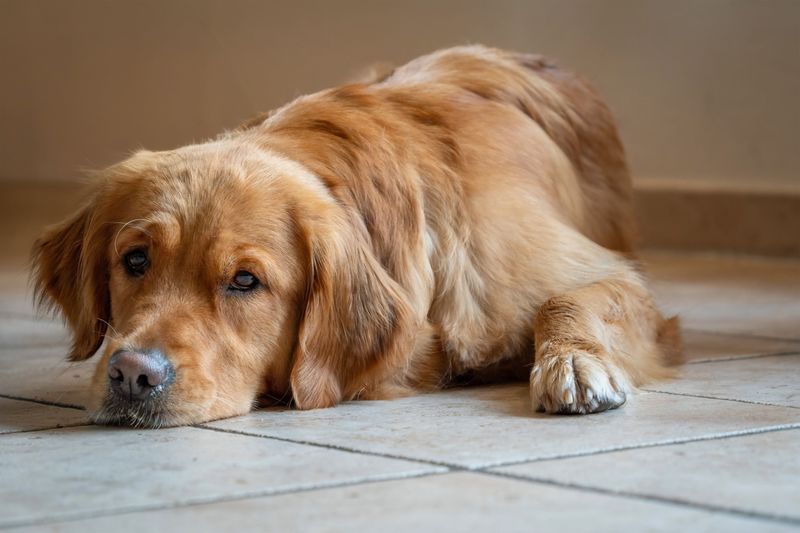 Swapping your dog's food too fast causes tummy trouble, so try these 8 gentler steps 8 Slow down or pause when the stomach complains