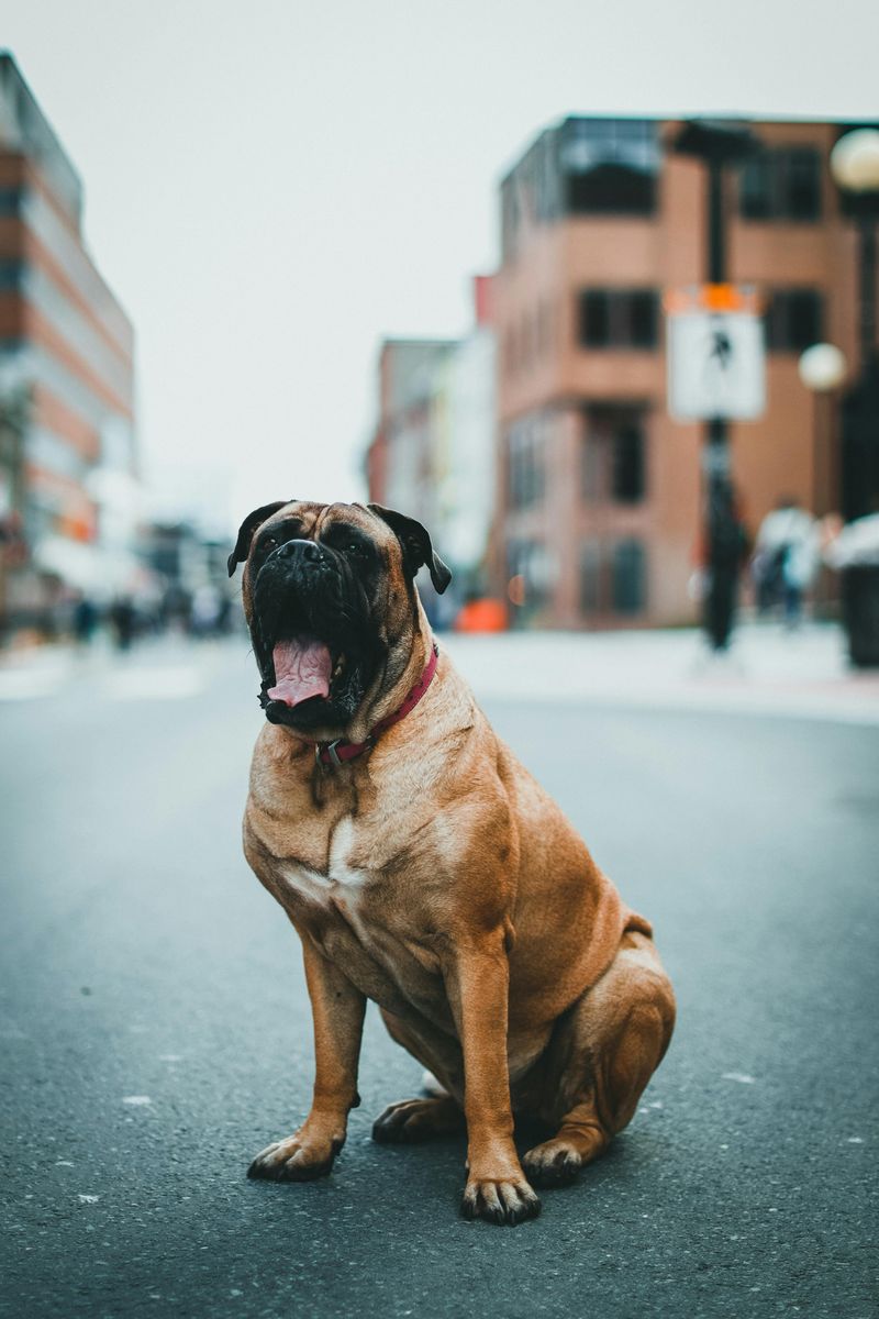 15 fearless dogs with protective instincts owners trust completely 7 Bullmastiff
