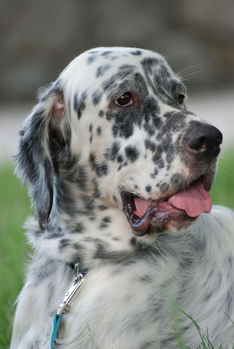 English Setter