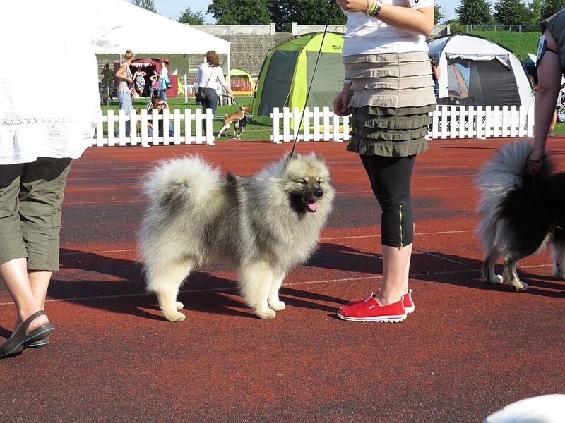 Keeshond