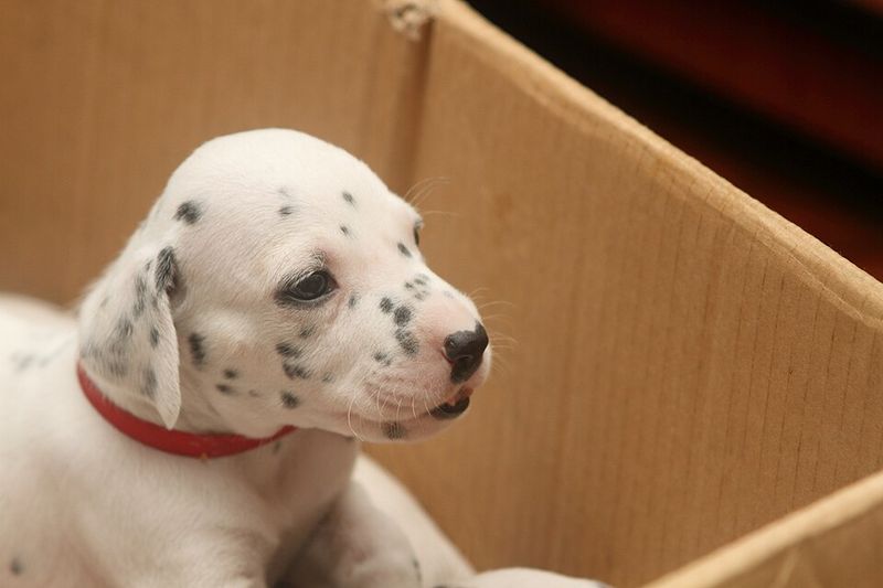 Dalmatian