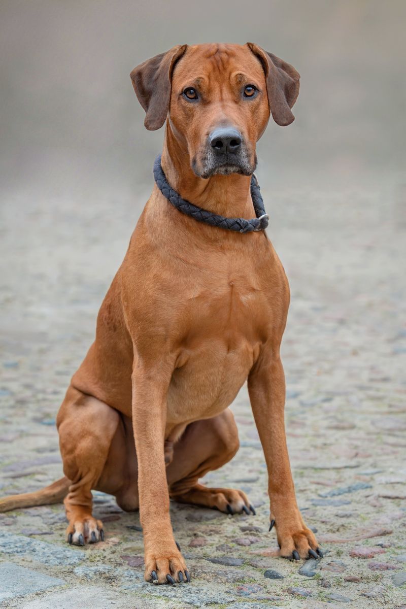 Strong recall doesn't automatically make these 10 breeds ideal off-leash candidates 9 Rhodesian Ridgeback
