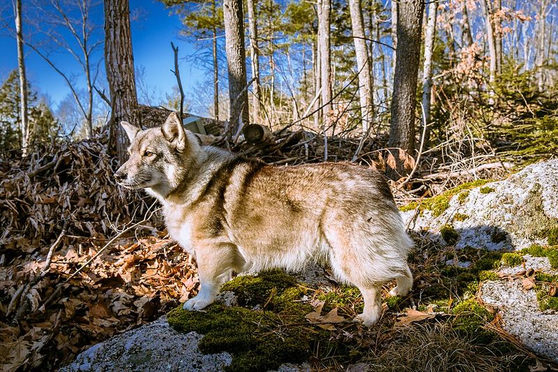Swedish Vallhund