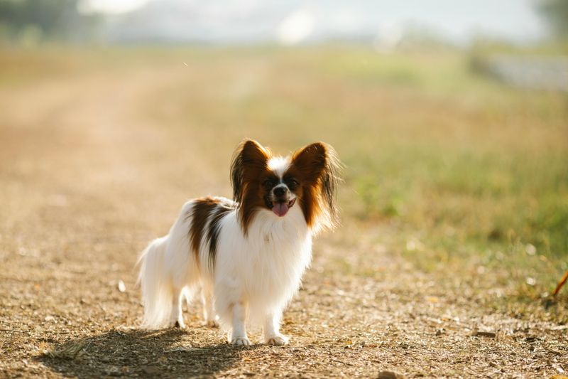 13 tiny companion dogs people instantly fall emotionally attached to 9 Papillon