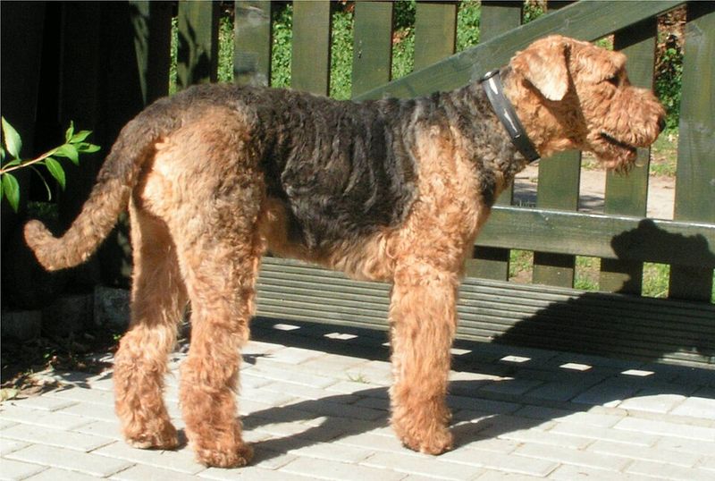 25 Dog Breeds That May Be Too Demanding for Older Owners 21 Airedale Terrier
