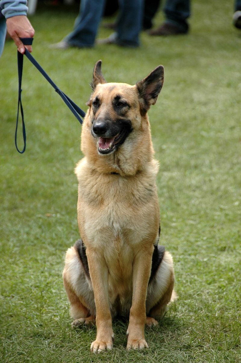 The most comfortable relationships often come from these 11 quietly confident dog breeds 12 German Shepherd