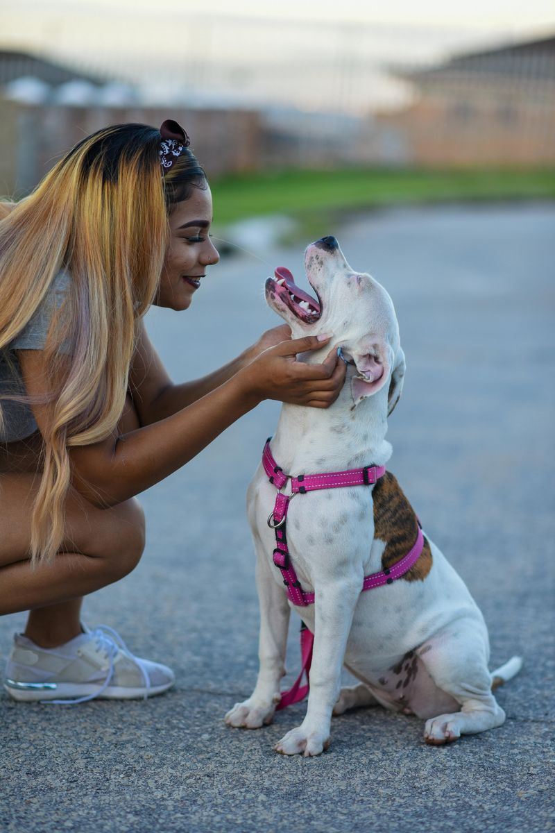 10 surprising facts that reveal the true nature of American Bulldogs 11 Form deep bonds with their people