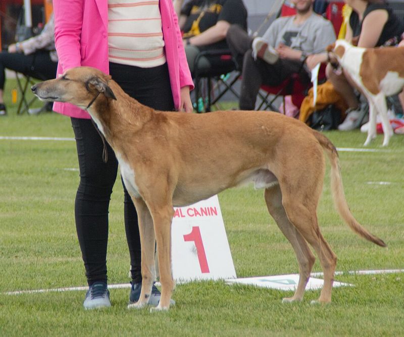 Polish Greyhound