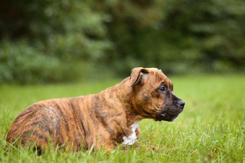 14 dogs that are surprisingly patient during long training sessions 14 Boxer
