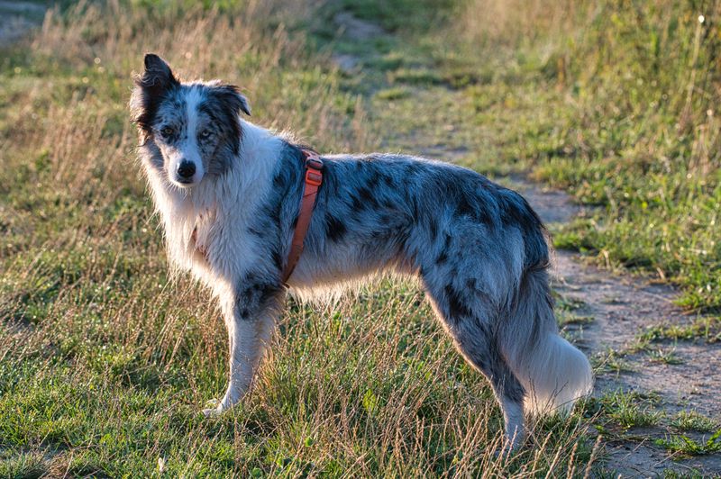 Owning a smart dog sounds impressive - Until the dog starts outthinking you 5 Border Collie - The Pattern Reader