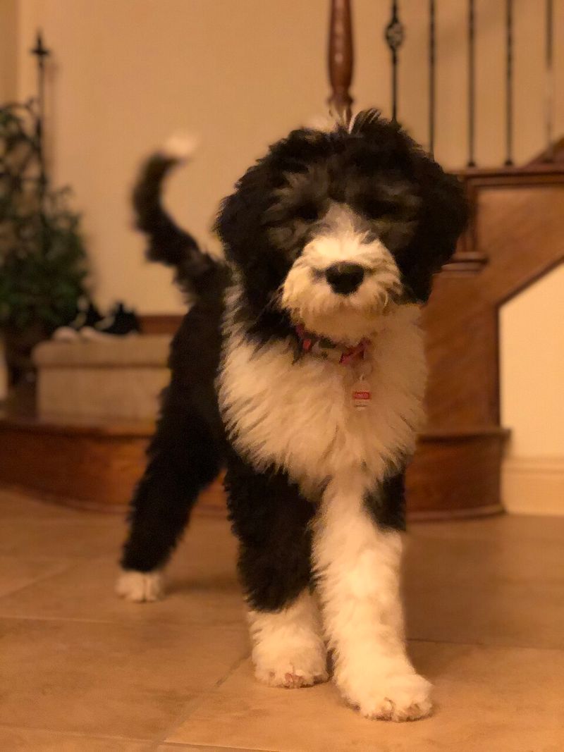 26 Popular Doodle Dog Mixes Loved for Their Personality and Charm 6 Sheepadoodle