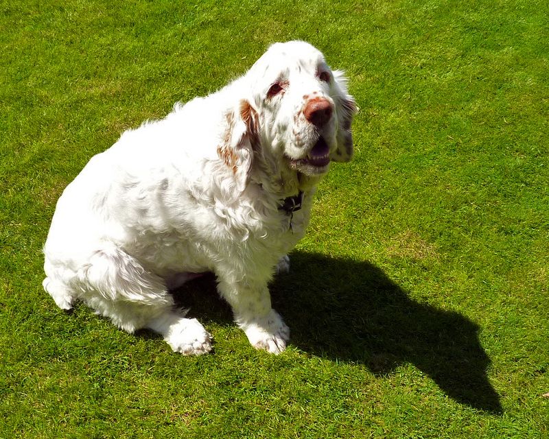 27 Low-Stress Dog Breeds That Thrive in Peaceful Homes 17 Clumber Spaniel
