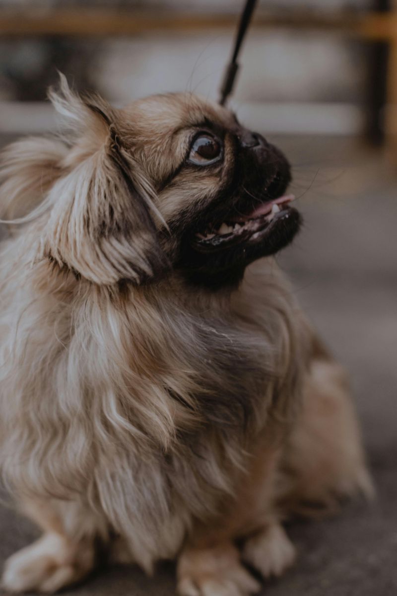 15 Dog Types That Are Happiest Living In Small Apartments 9 Pekingese