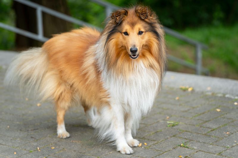 12 highly intelligent dog breeds that pick things up fast 7 Shetland Sheepdog