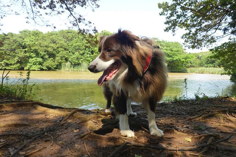 Changing lifestyles are pushing these dog breeds out of the spotlight 10 Collie