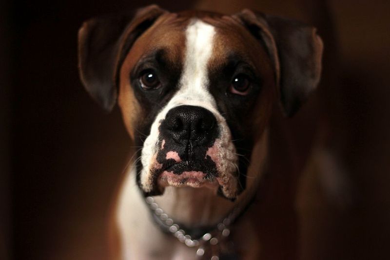 27 Dog Breeds That Prefer People Over Other Dogs 17 Boxer