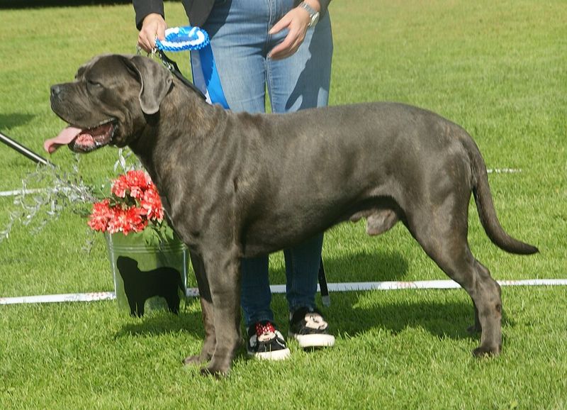 From cuddly puppies to powerful adults - These 12 breeds make a dramatic transformation 3 Cane Corso
