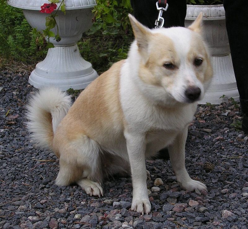 Icelandic Sheepdog