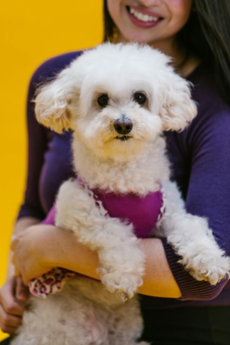 27 Dog Breeds That Prefer People Over Other Dogs 15 Poodle