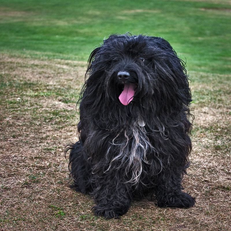 Not every dog needs constant excitement to be happy - and these breeds prove it 8 Tibetan Spaniel