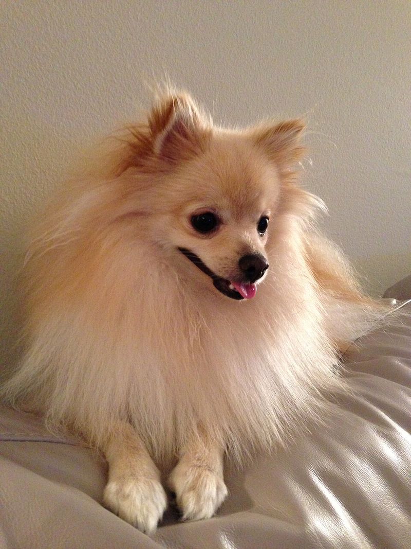 Pomeranian
