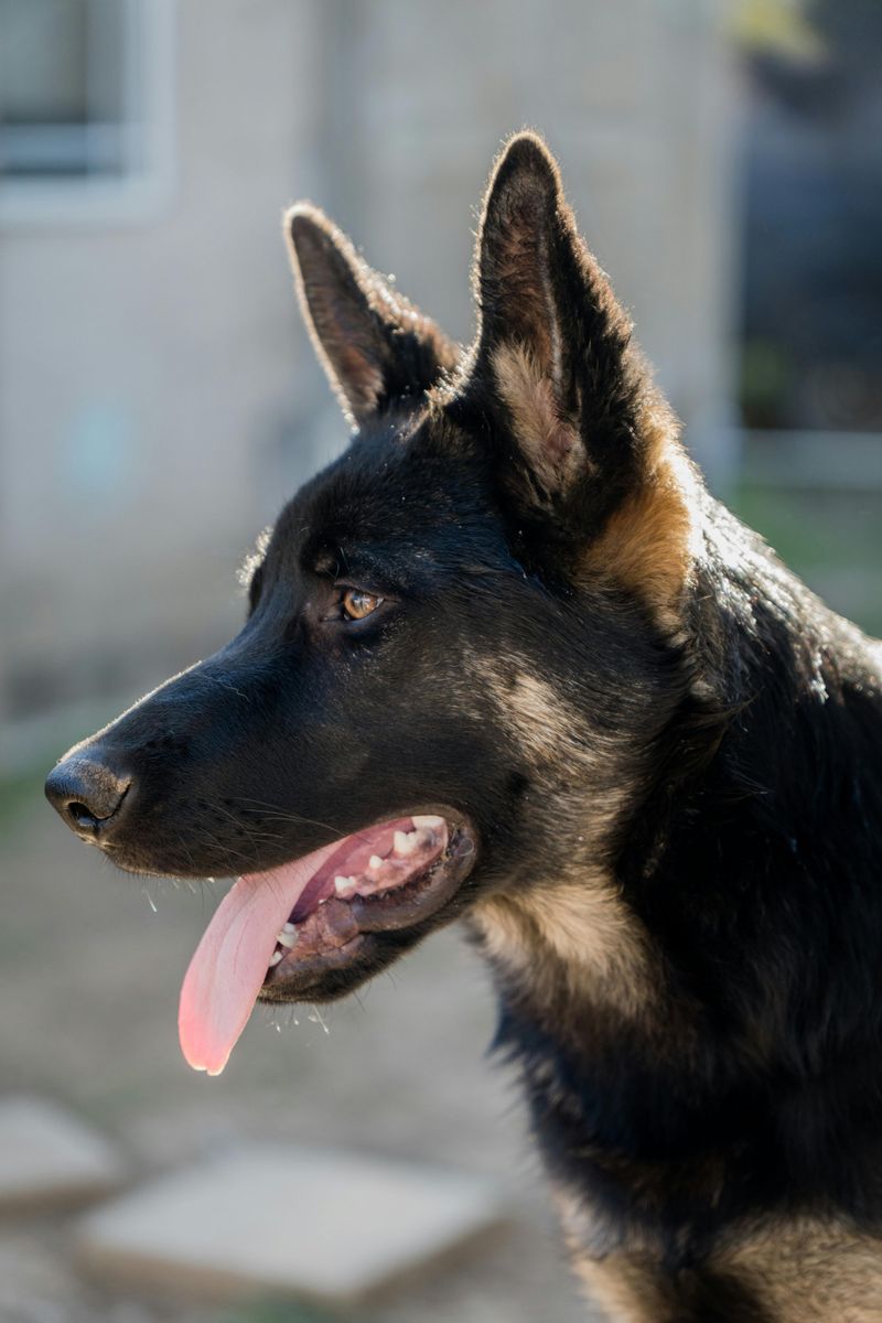 18 Adorably Sweet Dog Breeds That Are Wrongly Labeled as Trouble 7 German Shepherd