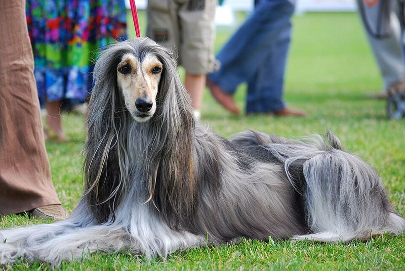 25 Dog Breeds Known for Their Independent or Stubborn Nature 2 Afghan Hound