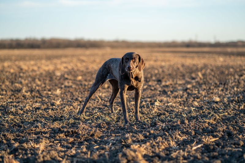 Before unclipping the leash, remember what some of these dogs were originally bred to chase 9 German Shorthaired Pointer: Ready to Find Game Birds