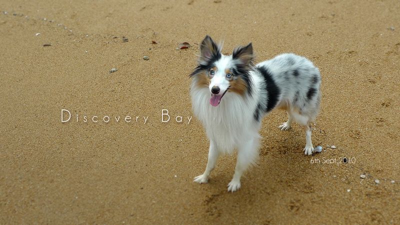 20 dog breeds that form quiet, unbreakable bonds behind the scenes 8 Shetland Sheepdog