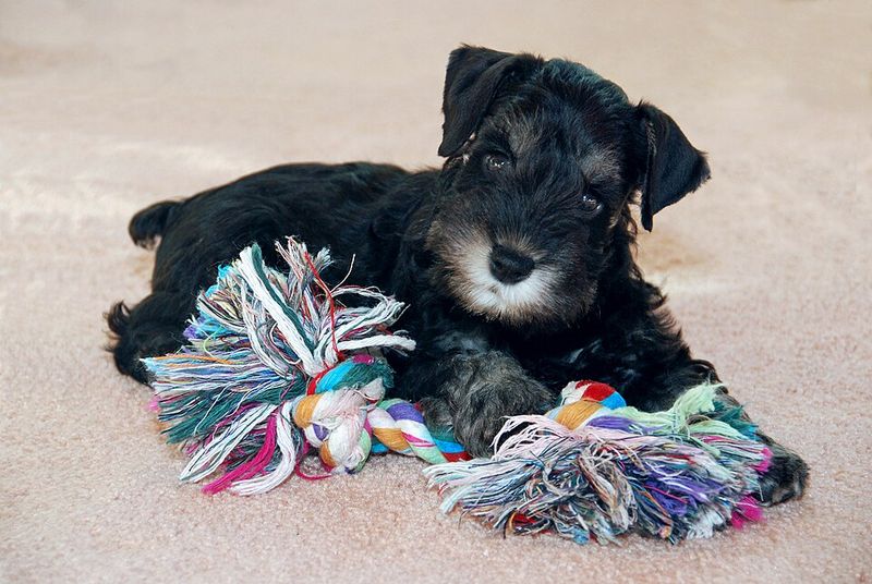 If your lifestyle includes markets, festivals, or busy streets, these dog breeds may fit right in 4 Miniature Schnauzer