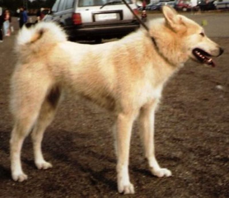 West Siberian Laika