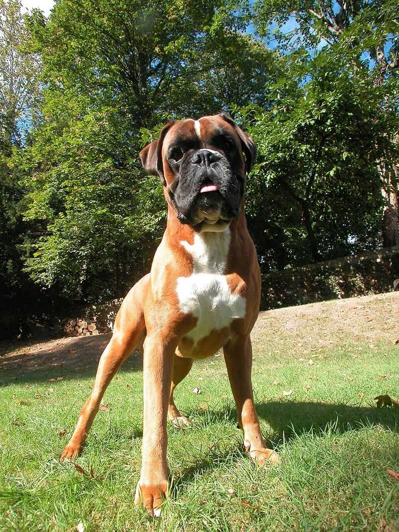 10 reasons large dogs make life better in ways small dogs can’t 5 Many are naturally protective