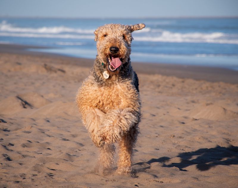 Remember when these dogs seemed to be everywhere? Their disappearing popularity tells a different story now 7 Airedale Terrier