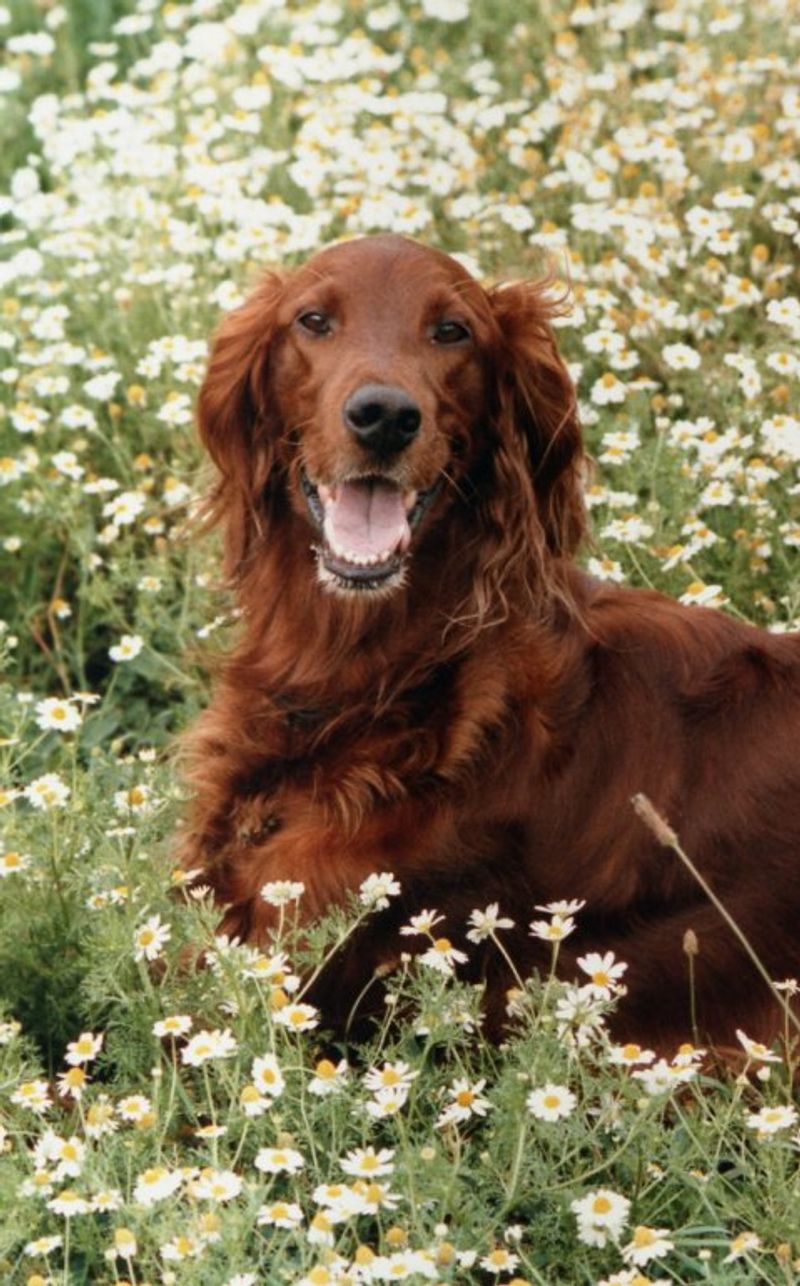 11 dog breeds that may make you love the older version even more than the puppy you brought home 12 Irish Setter