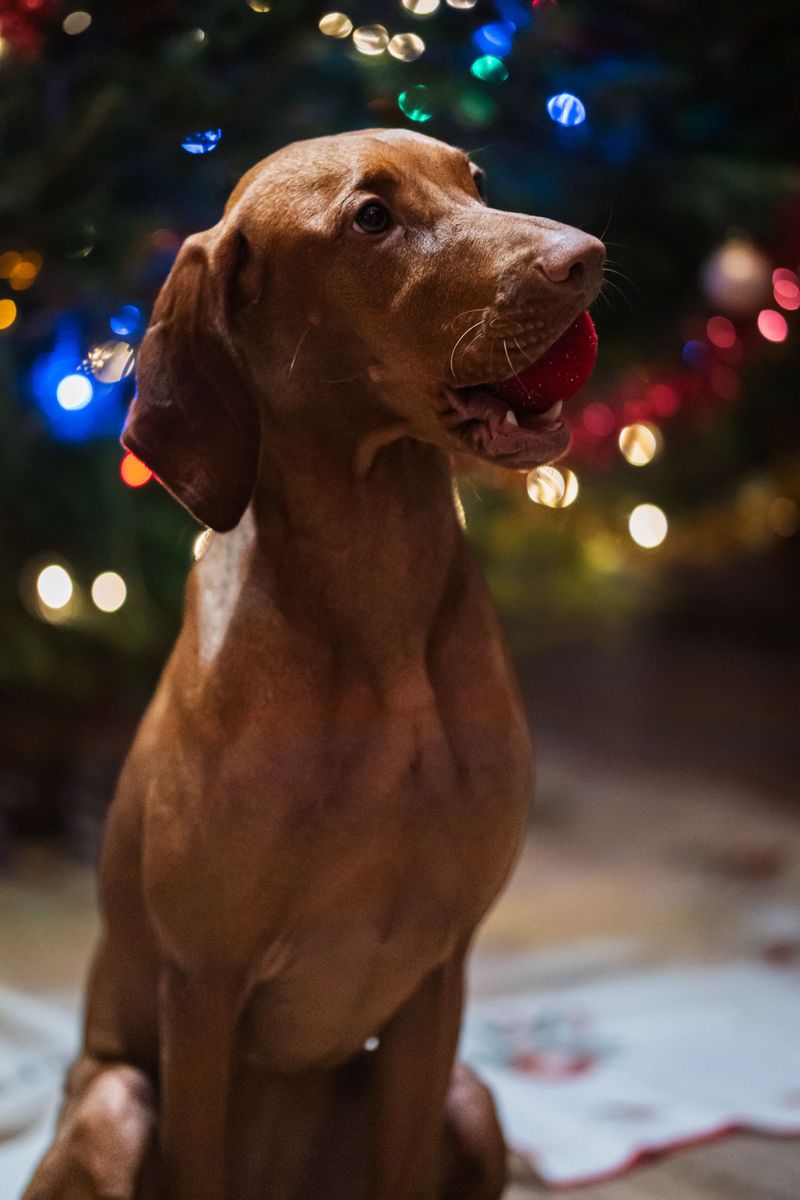 16 dog breeds most owners underestimate - then regret not researching sooner, plus 4 more that surprise almost everyone 12 Vizsla