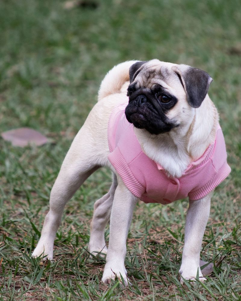 Small body, enormous presence - these toy dog breeds refuse to be treated like accessories 9 Pug