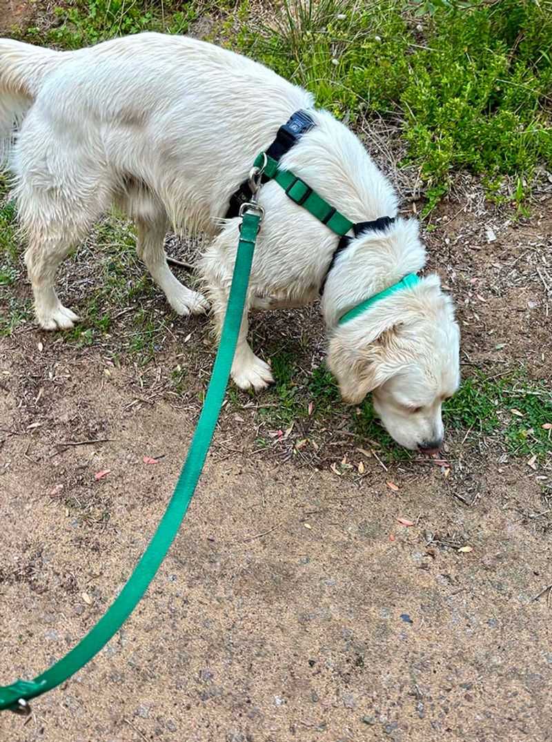 Blue-9 Balance Harness
