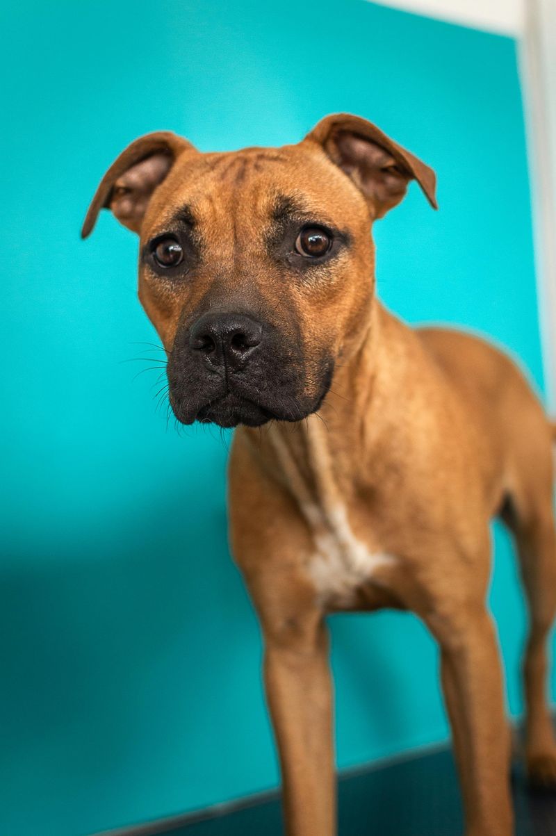 Boxer