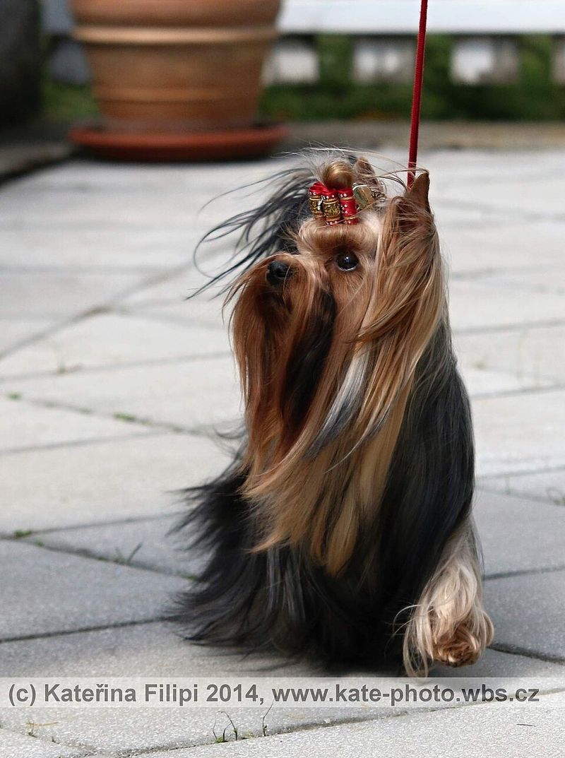 If your dog's breath smells metallic, these 10 breeds deserve extra attention 2 Yorkshire Terrier