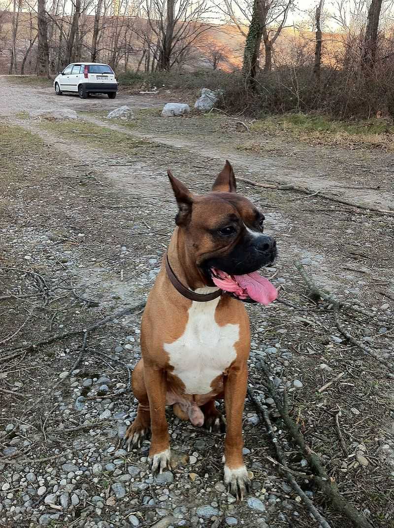13 dog breeds that often struggle with car rides - plus 3 that absolutely love road trips 4 Boxer