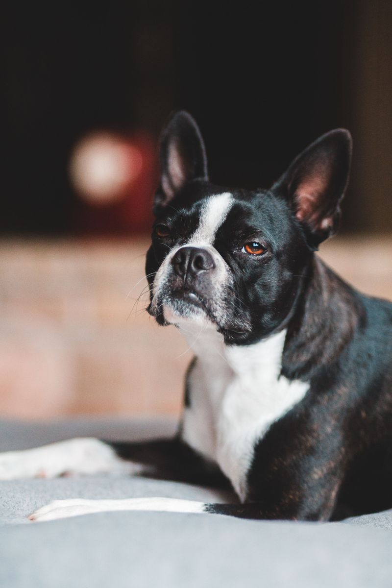 Boston Terrier