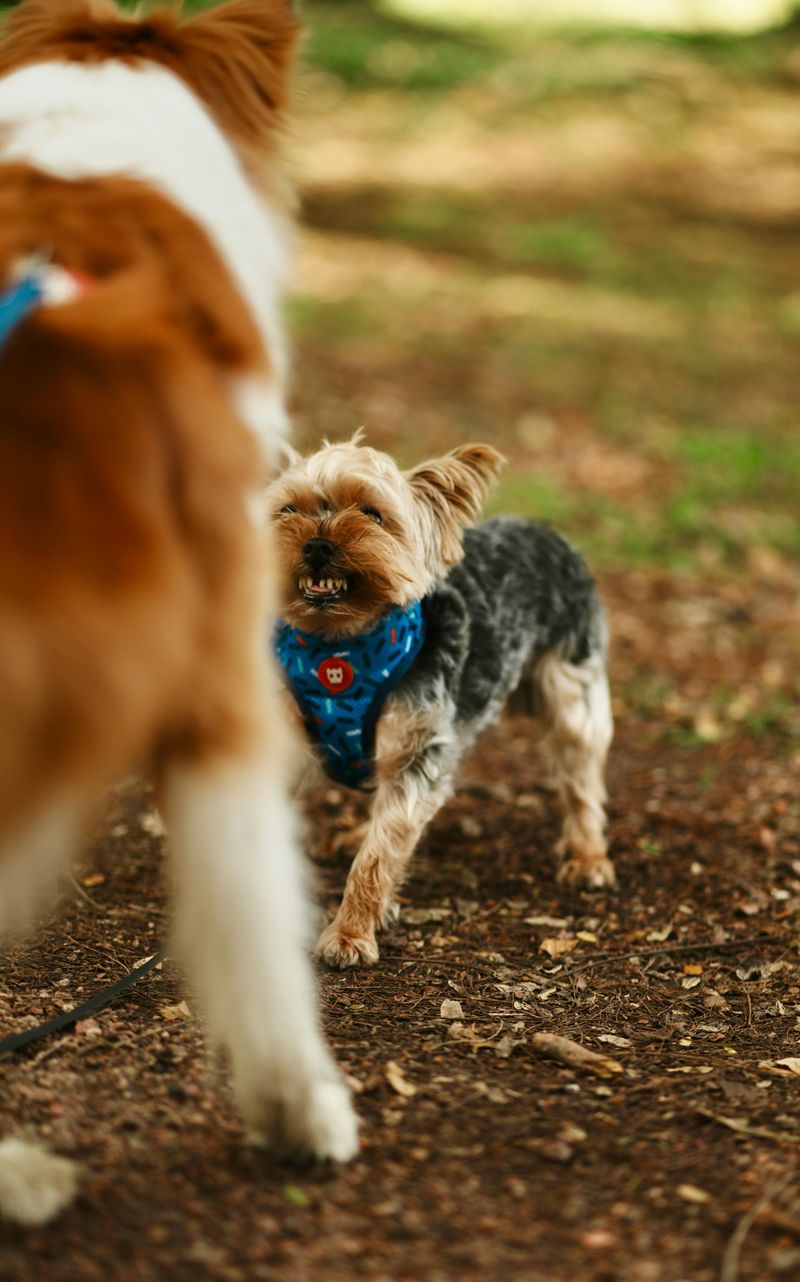 Yelling or using harsh tones