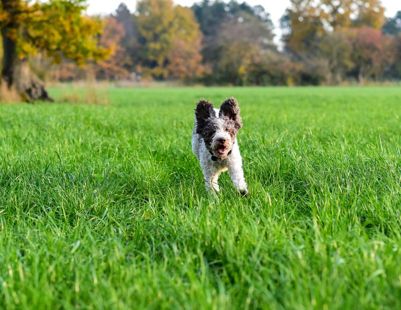 Not All “Easy Dogs” Are the Same - 12 Breeds With Totally Different Strengths 11 Lagotto Romagnolo