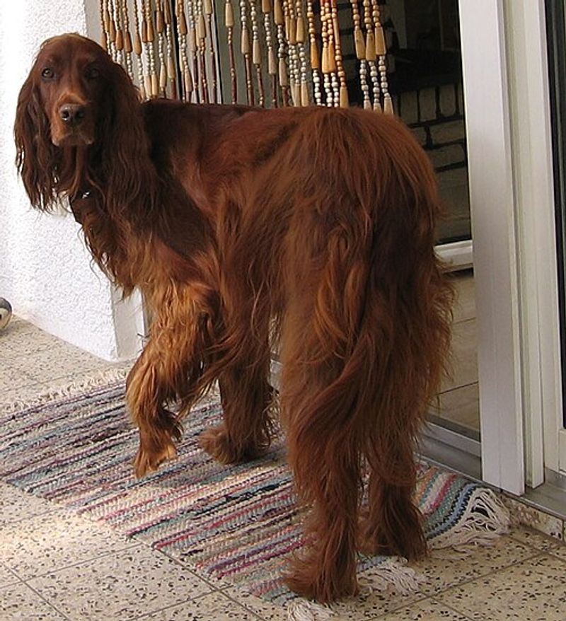 Irish Setter